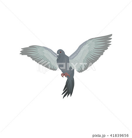 Grey Urban Pigeon With Outstretched Wings のイラスト素材
