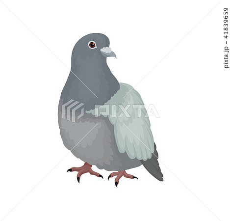 灰色のハト ハト目ハト科