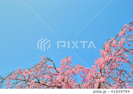 満開の桜と青空 満開の桜と青空 41839794