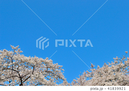 満開の桜と青空 41839921