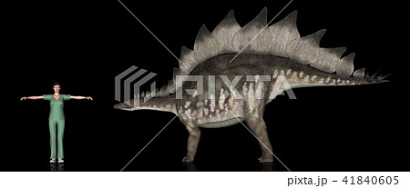 恐竜縮尺図・ステゴサウルス 41840605