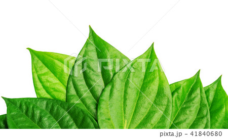 Green betel piper leaf on a white background. 41840680