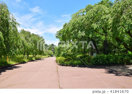 仙台 榴ヶ岡公園 仙台 榴ヶ岡公園 41841670