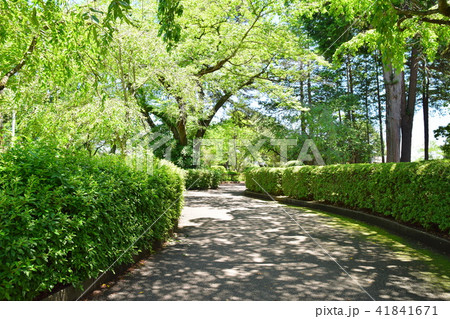 仙台 榴ヶ岡公園 仙台 榴ヶ岡公園 41841671