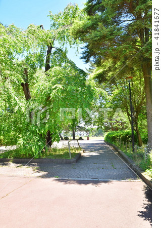 仙台 榴ヶ岡公園 仙台 榴ヶ岡公園 41841677