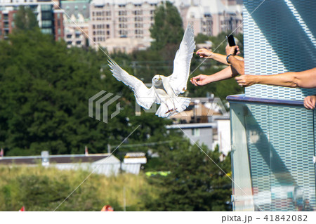 humans feeding seagulls from a cruise ship humans feeding seagulls from a cruise ship 41842082