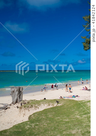 のんびりホノルル のんびりホノルル 41842124