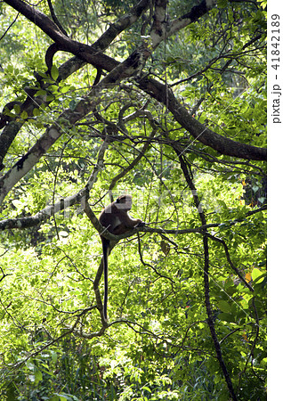 Monkey Sri Lanka 41842189