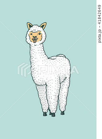 Cute Alpaca Llamas or wild guanaco on the background of Funny smiling animals in Peru for card 41842649