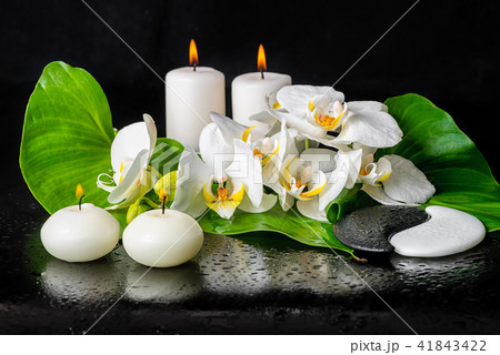spa still life of blooming white orchid flower spa still life of blooming white orchid flower 41843422