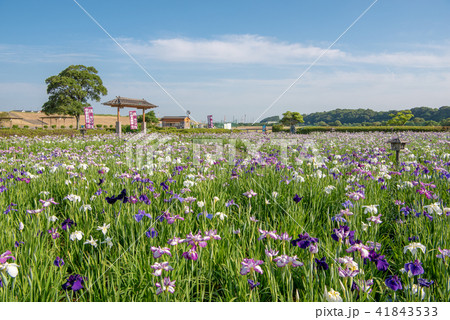 小岩菖蒲園 41843533