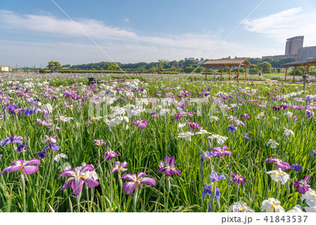 小岩菖蒲園 41843537