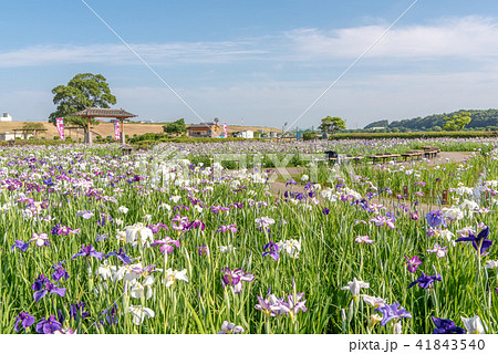小岩菖蒲園 41843540