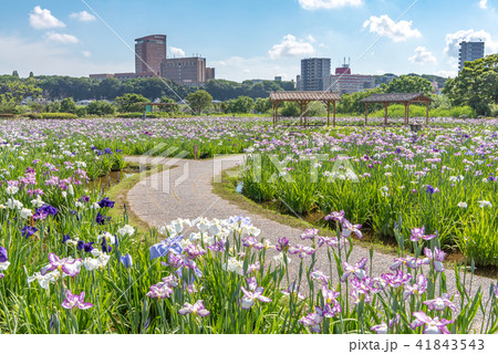 小岩菖蒲園 41843543