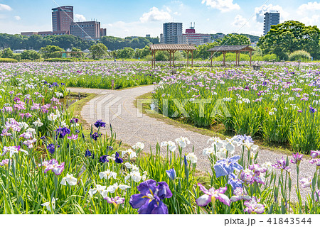小岩菖蒲園 小岩菖蒲園 41843544