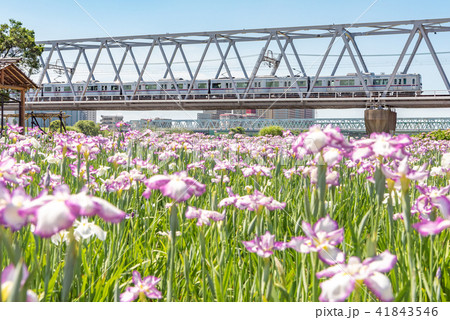 小岩菖蒲園 小岩菖蒲園 41843546
