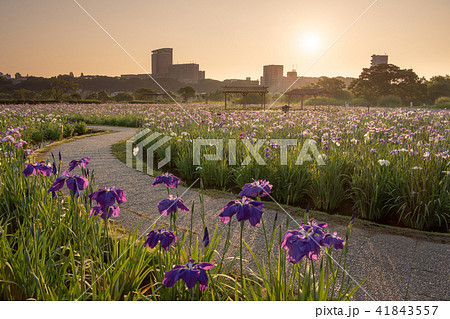 早朝の小岩菖蒲園 41843557