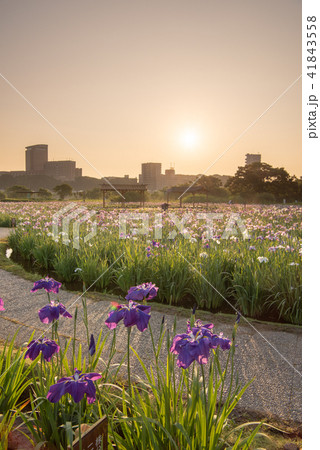 早朝の小岩菖蒲園 早朝の小岩菖蒲園 41843558
