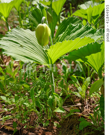 クマガイソウの蕾 クマガイソウの蕾 41844955