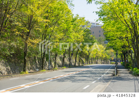 箕面市船場東・新緑の並木通りの風景 箕面市船場東・新緑の並木通りの風景 41845328
