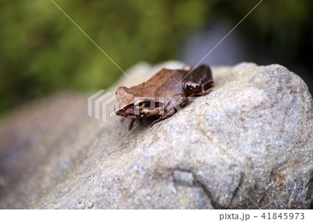 タゴガエル 41845973