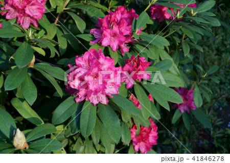 西洋石楠花 シャクナゲ 花言葉は 尊厳 の写真素材