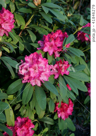 石楠花 シャクナゲ 花言葉は 尊厳 の写真素材