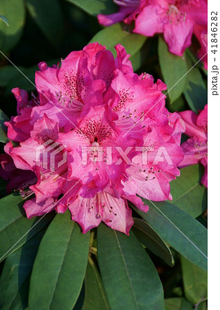石楠花 シャクナゲ 花言葉は 尊厳 の写真素材