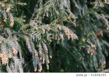 杉の花芽　花言葉は「君のために生きる」 41846295