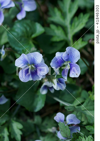 アメリカすみれサイシン 花言葉は 小さな愛 の写真素材