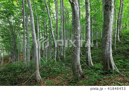 初夏のブナの森ー蒲生岳　福島県只見町 41846453