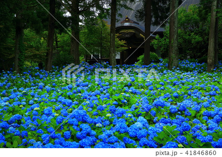 秋田県男鹿市 雲昌寺の紫陽花の写真素材