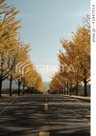 イチョウ 秋 風景 41847014