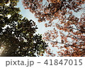 紅葉 秋 41847015