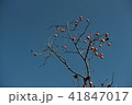秋 柿の木 田舎 41847017