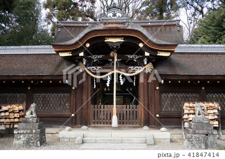京都・梅宮神社 京都・梅宮神社 41847414