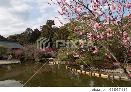 京都・梅宮神社の梅園 京都・梅宮神社の梅園 41847415