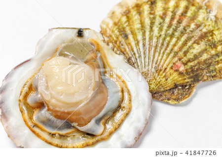 ホタテ貝 41847726
