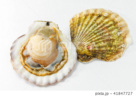 ホタテ貝 41847727