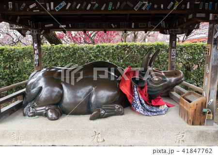 北野天満宮の撫で牛 41847762