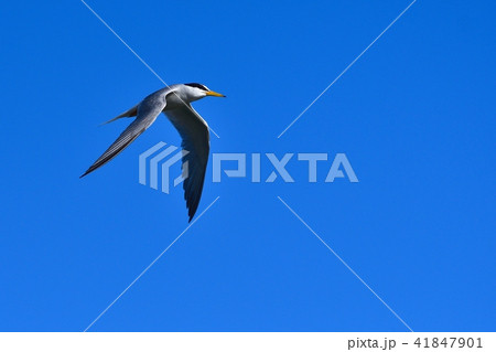 精悍な顔つきのコアジサシ 41847901