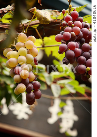 a strong Korean atmosphere RF photo, showing traditional Korean scenes. 084 41848616