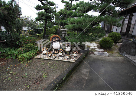 信楽焼き 信楽焼き 41850646