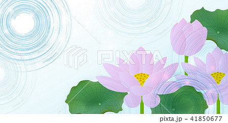 蓮 仏 花 背景  蓮 仏 花 背景  41850677
