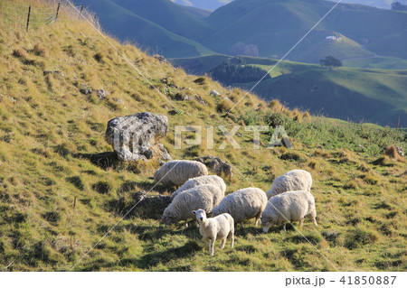 7頭のひつじの群れ テ・マタ・ピーク、ニュージーランド 7頭のひつじの群れ テ・マタ・ピーク、ニュージーランド 41850887