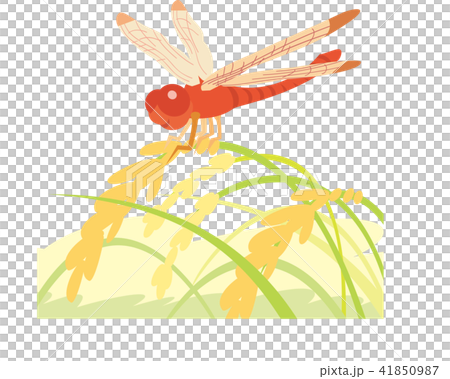 Red dragonfly 01 41850987