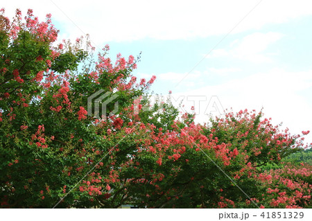 木 雲 サルスベリ 41851329