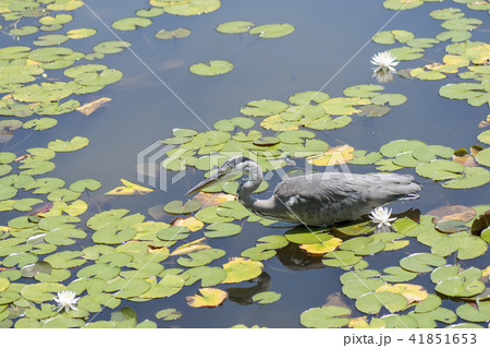 アオサギ 41851653
