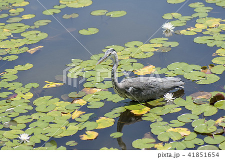 アオサギ 41851654