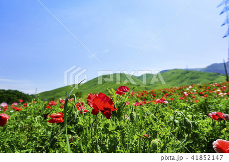 萌の里のポピー畑 41852147